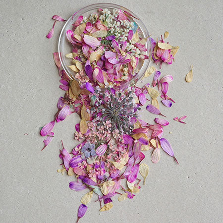 ohana Everlasting Flower Everlasting Flower 04